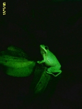 Green Treefrog